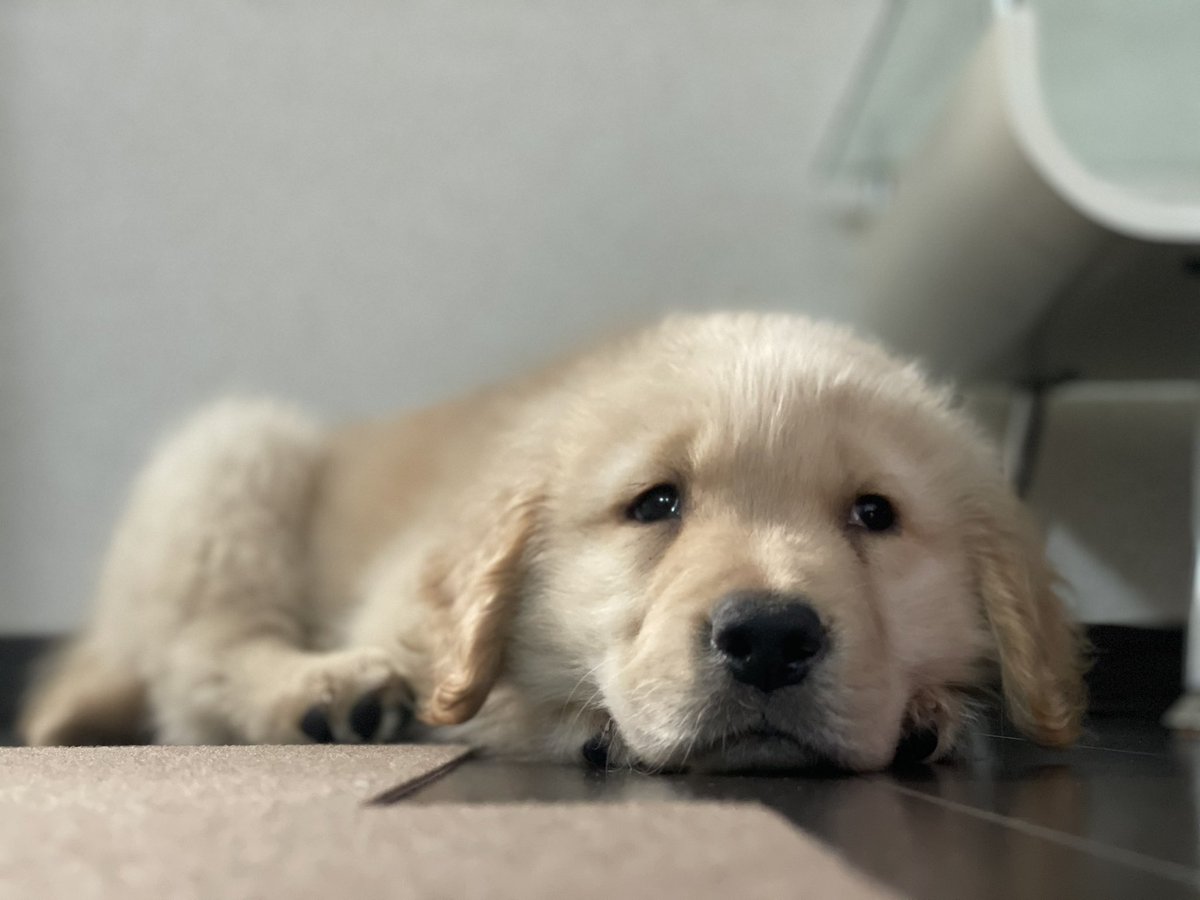 セナ 困り顔のゴールデンレトリバー 悲しそうな顔