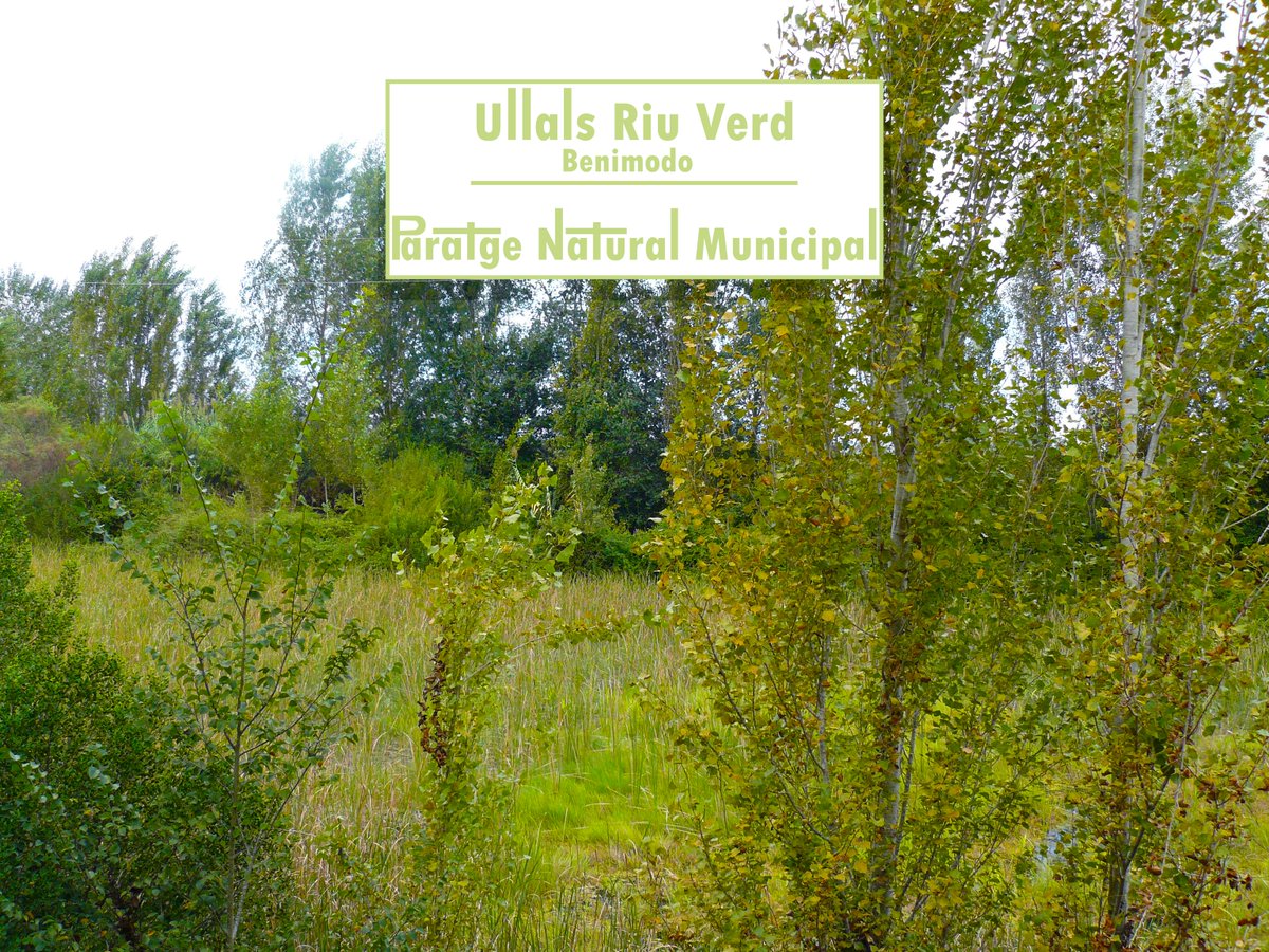 RiberanaXuquer's tweet photo. En #Riberana pots accedir desde casa als Ullals del Riu Verd en Benimodo! TOUR VIRTUAL amb informació sobre la flora 🌿 , la fauna 🐦 i amb el so 🔊 del paratge!
💻 🤳 👉 https://t.co/XGs9PTkuJ9
#Benimodo #natura #paratgenatural #PNM #ribera #riberaalta https://t.co/7RpS6OxejF