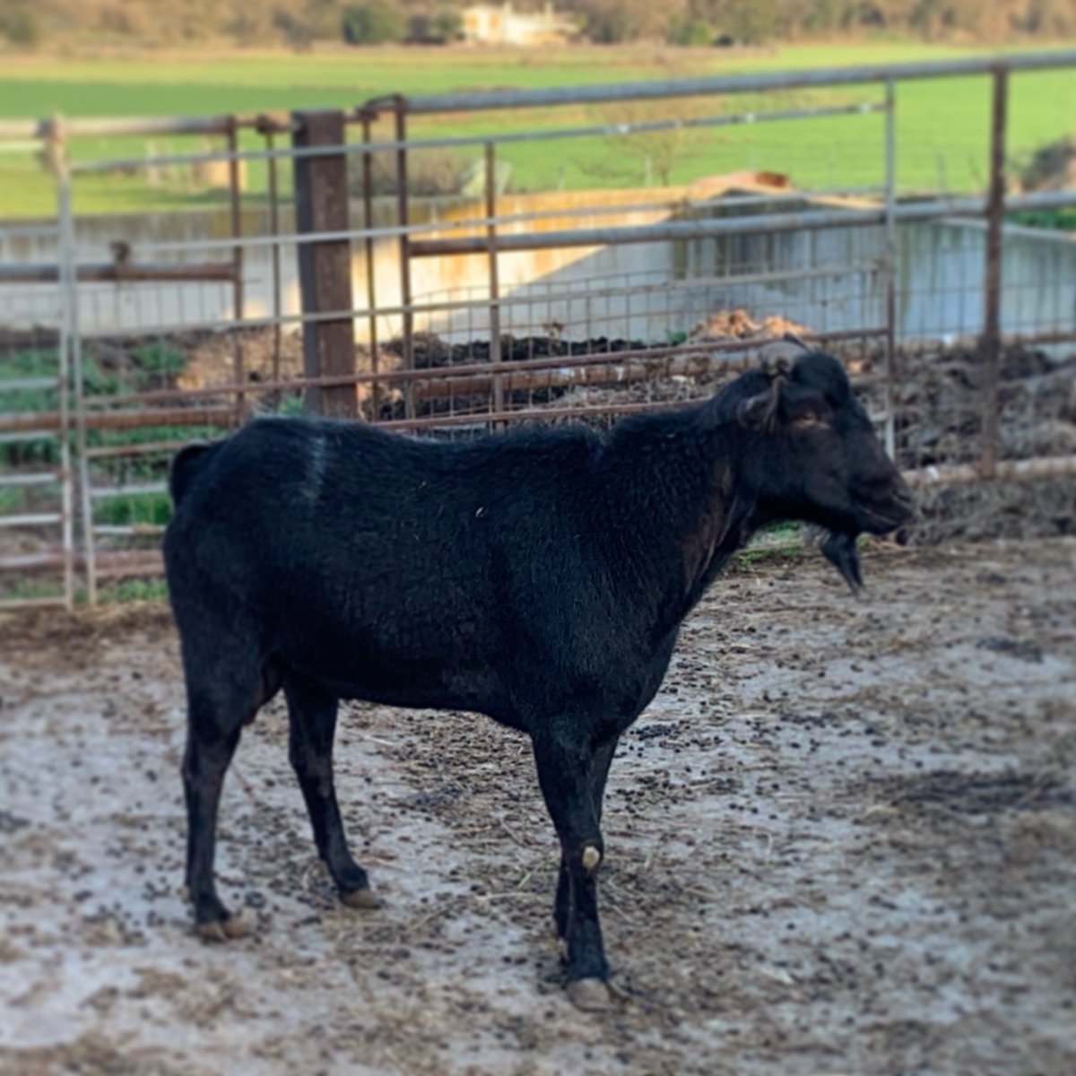 Nou fitxatge pel ramat 🐐🐐