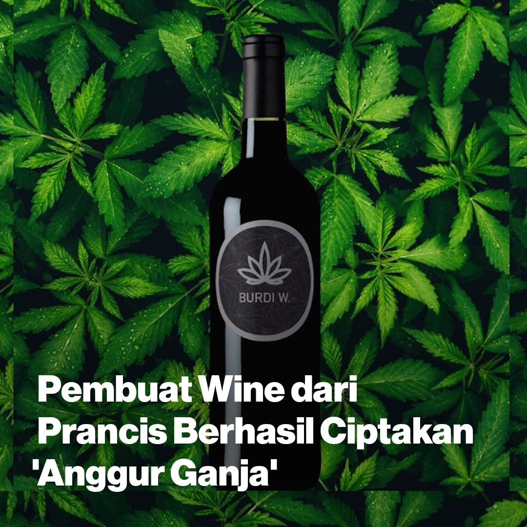 VICE_ID's tweet photo. Racikan anggur ganja ini terinspirasi oleh penemuan yang berasal dari zaman Romawi Kuno. https://t.co/mGbvPG6IoO https://t.co/82jhRt2qvM