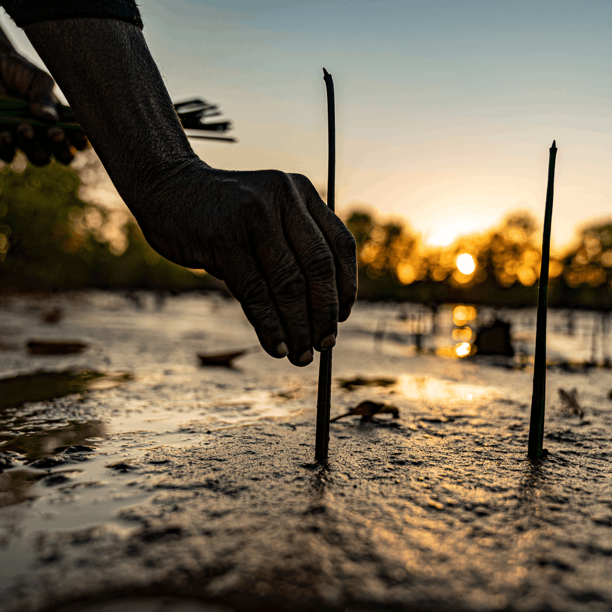 Vitesy_Tw's tweet photo. We're so happy to share this fantastic milestone we've achieved with @eden_reforest!

In these first years, we planted 10 trees for each product sold. This was only possible THANKS TO YOU.

Together we have been able to plant over 100.000 mangroves in Madagascar. https://t.co/4e9wGJcOVl