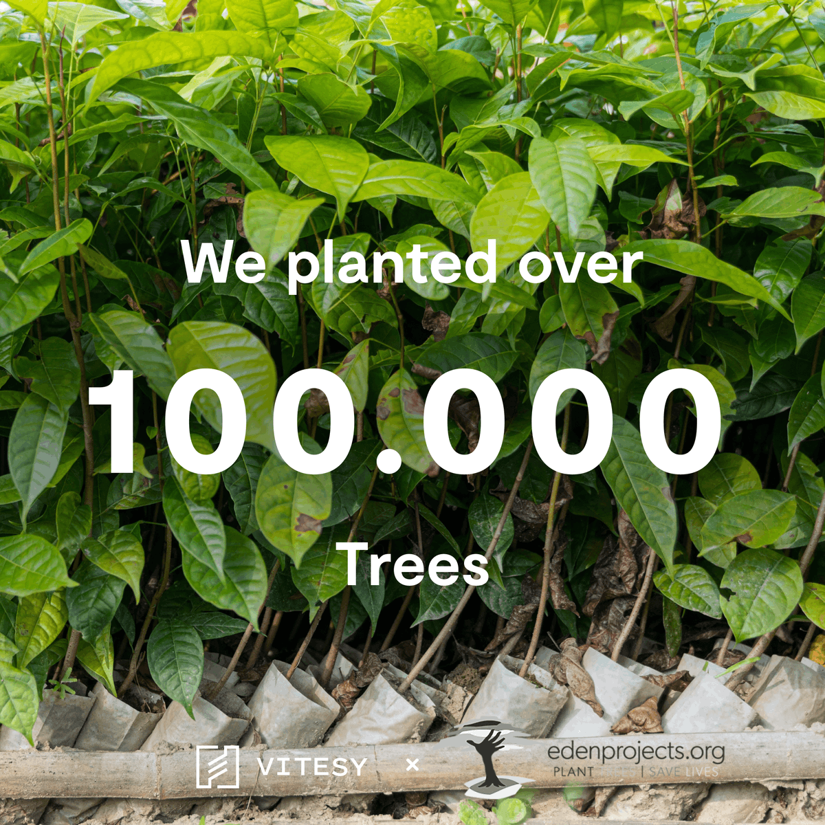 Vitesy_Tw's tweet photo. We're so happy to share this fantastic milestone we've achieved with @eden_reforest!

In these first years, we planted 10 trees for each product sold. This was only possible THANKS TO YOU.

Together we have been able to plant over 100.000 mangroves in Madagascar. https://t.co/4e9wGJcOVl