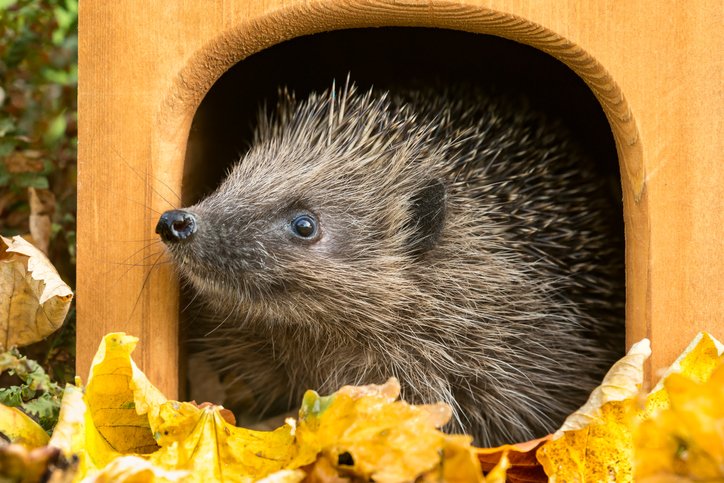 University of Leicester (@uniofleicester) on Twitter photo We're pleased to announce that <a href="/uniofleicester/">University of Leicester</a> is officially a Hedgehog Friendly Campus - we've been awarded Bronze accreditation by the Hedgehog Preservation Society!
This little guy is certainly happy about it ๐ฆ๐ We're pleased to announce that <a href="/uniofleicester/">University of Leicester</a> is officially a Hedgehog Friendly Campus - we've been awarded Bronze accreditation by the Hedgehog Preservation Society!
This little guy is certainly happy about it ๐ฆ๐