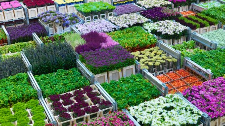 De totale weekomzet bij Royal FloraHolland in week 8 (22-26 februari 2021) bedroeg bijna € 153 miljoen. Daarmee is het omzetrecord gebroken dat stond op ruim € 142 miljoen in week 18 van 2018. Lees meer: royalfloraholland.com/nl/nieuws-2021…