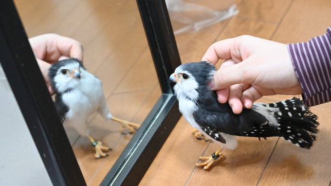 A List Of Tweets Where Winston Was Sent As ピグミーファルコン 1 Whotwi Graphical Twitter Analysis