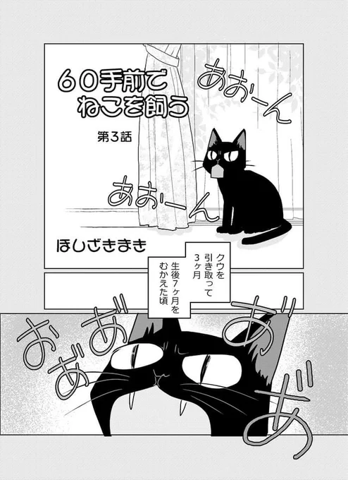 「60手前でねこを飼う」
第3話は黒い弾丸クウ話です。
#ねこ漫画 #JOURすてきな主婦たち 