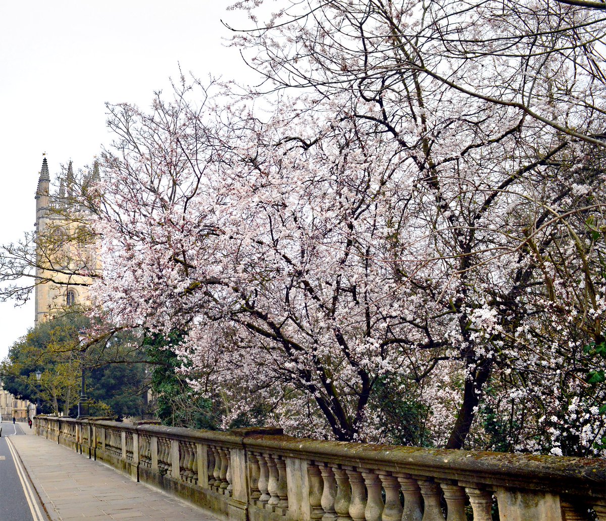 The blossom is out on Magdalen Bridge 😍