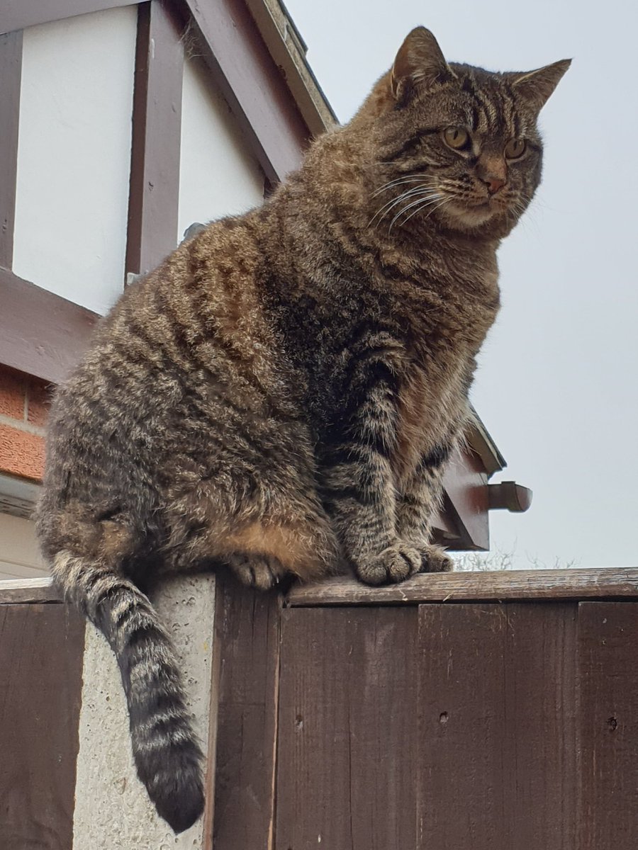 4Catsof's tweet image. I've been like this for an hour now surveying my kingdom.
#CatsOfTwitter #tuesdaymotivations