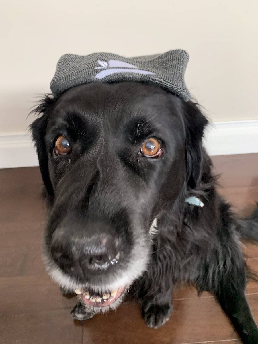 Happy Gotcha Day, Junie! Two years today with this little beauty.