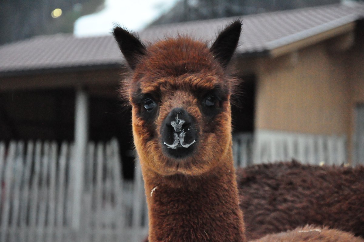 Dürfen wir vorstellen: 
Unser Alpaka "Cookie", welcher sich immer über ein paar Streicheleinheiten freut 🥰💛
#kids #fun #alpaca #summer #summerholiday