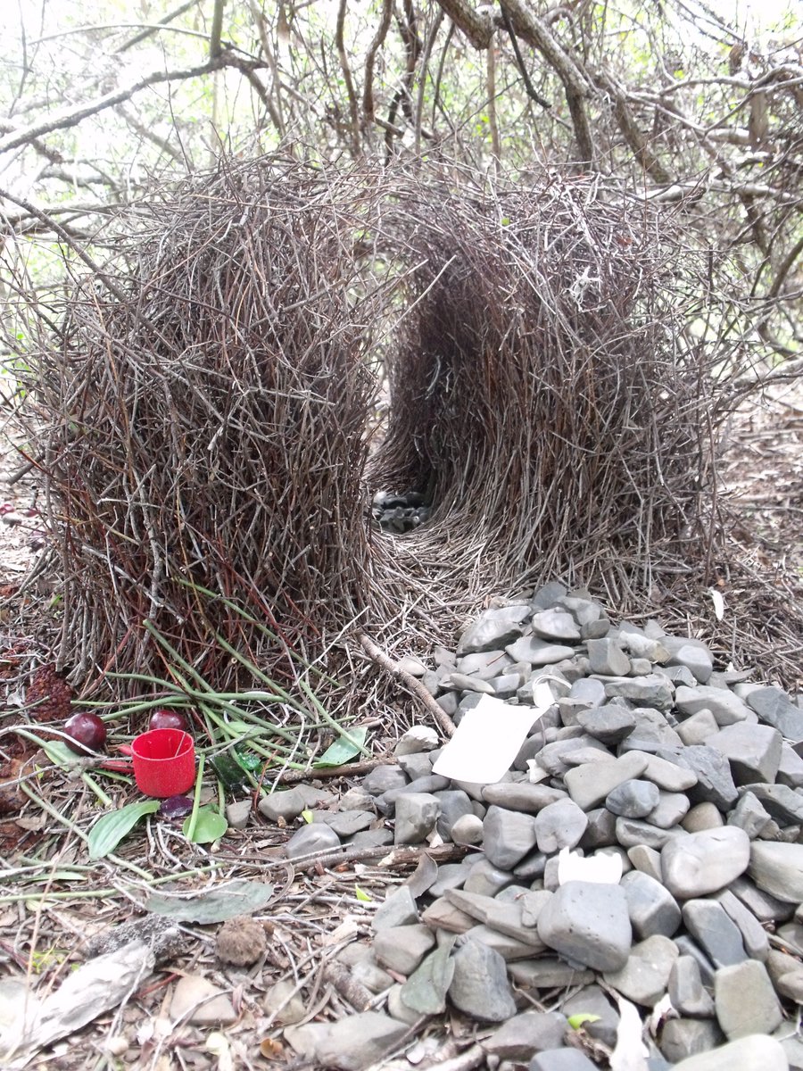 Join the Great Bower Building Experiment - and see if you can build a bower as well as this little bird can... fo.am/activities/gre…