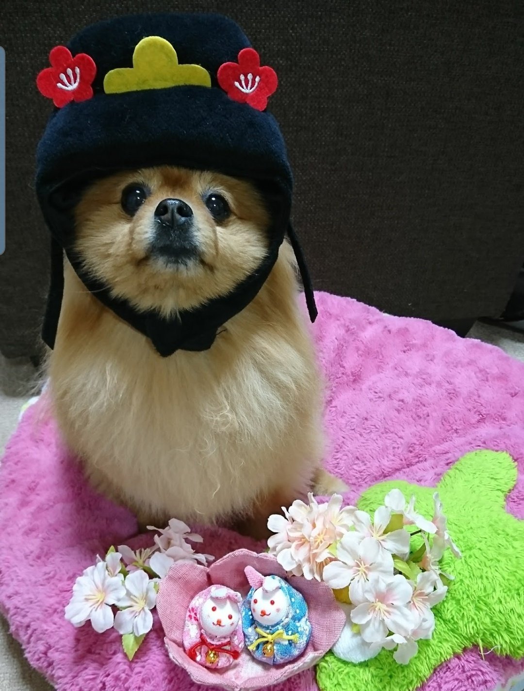 あんこ あしたは ひなまつり うちのおひなちゃん めっちゃ 雑やな ひな祭り 被り物犬 被り物大好き T Co Y2izpcfhew Twitter