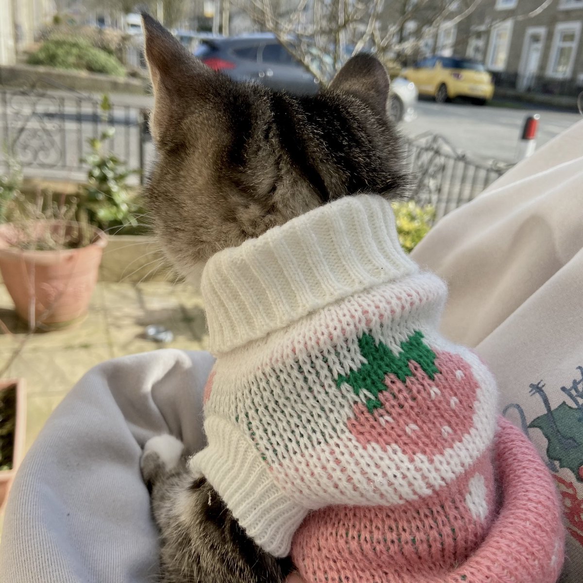 khanflake's tweet image. I can’t believe she let me put this on her 🍓🥺