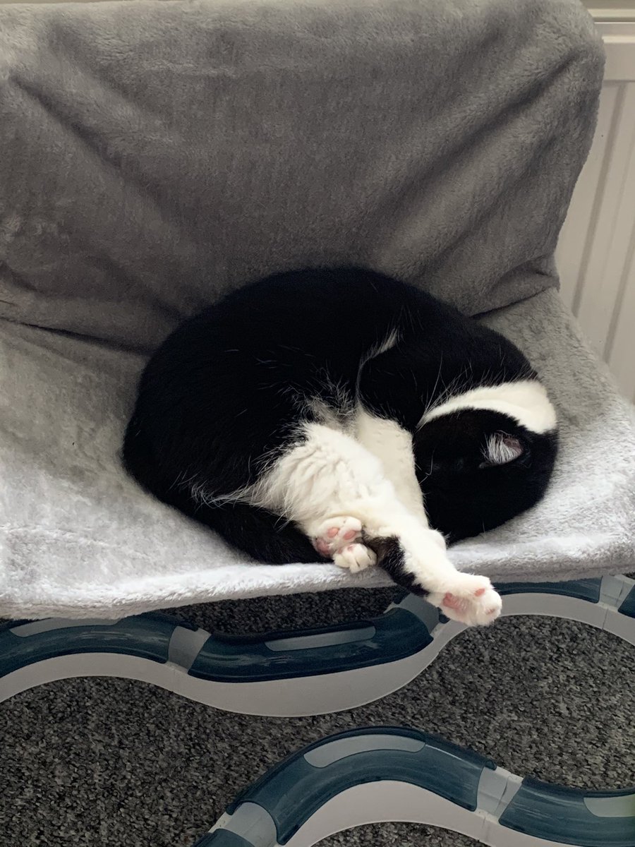 helen_a15's tweet photo. She’s learnt from her human
#OneFootOut
#CatsOfTwitter https://t.co/SxXGXWttK8