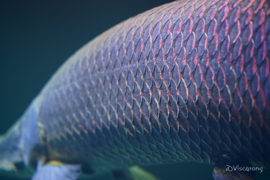 ピラルクってどんな魚 超巨大魚の特徴や生態 釣れる場所まで大紹介