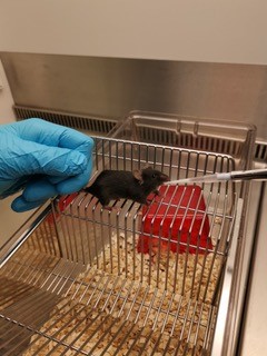 <a href="/Swiss3RCC/">Swiss 3R Competence Centre (3RCC)</a>'s Young 3Rs Investigator Award 2020 goes to Joseph Scarborough <a href="/UZH_ch/">Universität Zürich</a>. Scarborough developed a less stressful method to administer pharmaceutical substances to mice, improving #AnimalWelfare, &amp; also quality of study results. #3Rs #Refinement bit.ly/3RsAward2020