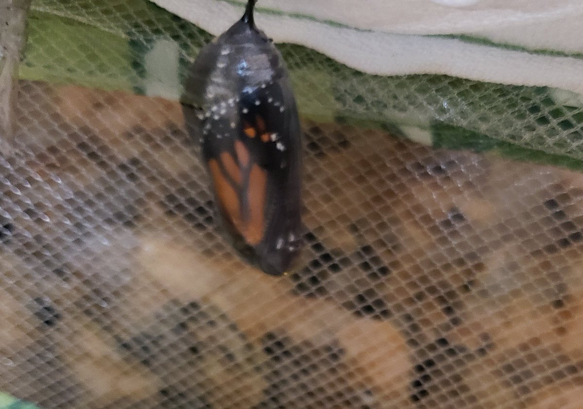 Margot R tweet media