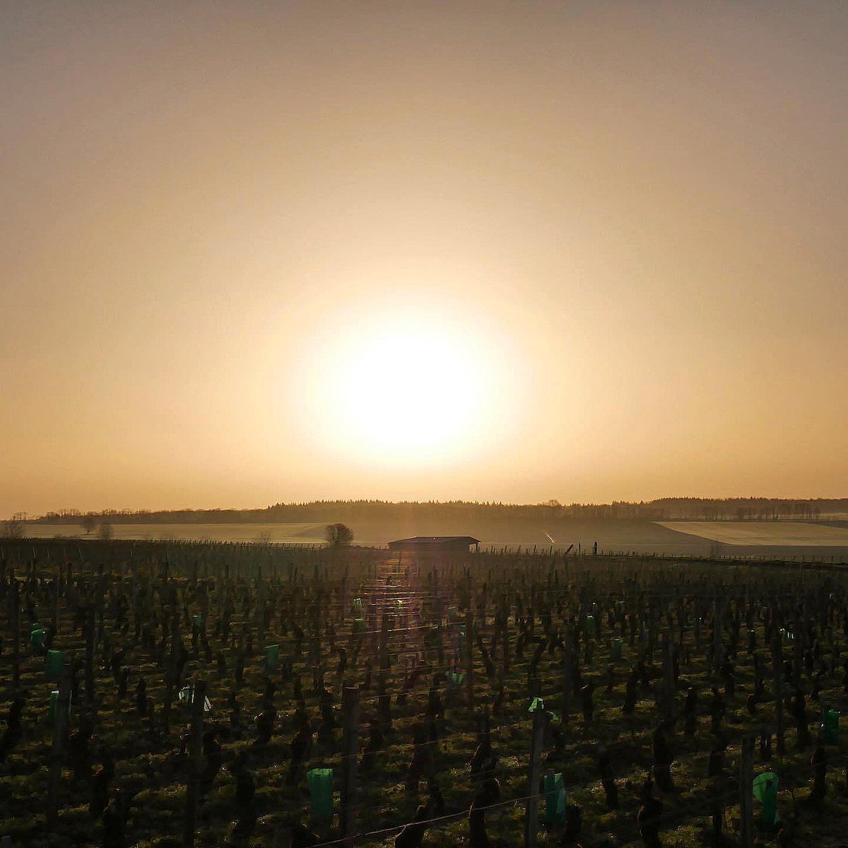 Spring is slowly coming ☀️ #burgundy #cotedor #domaineaegerter