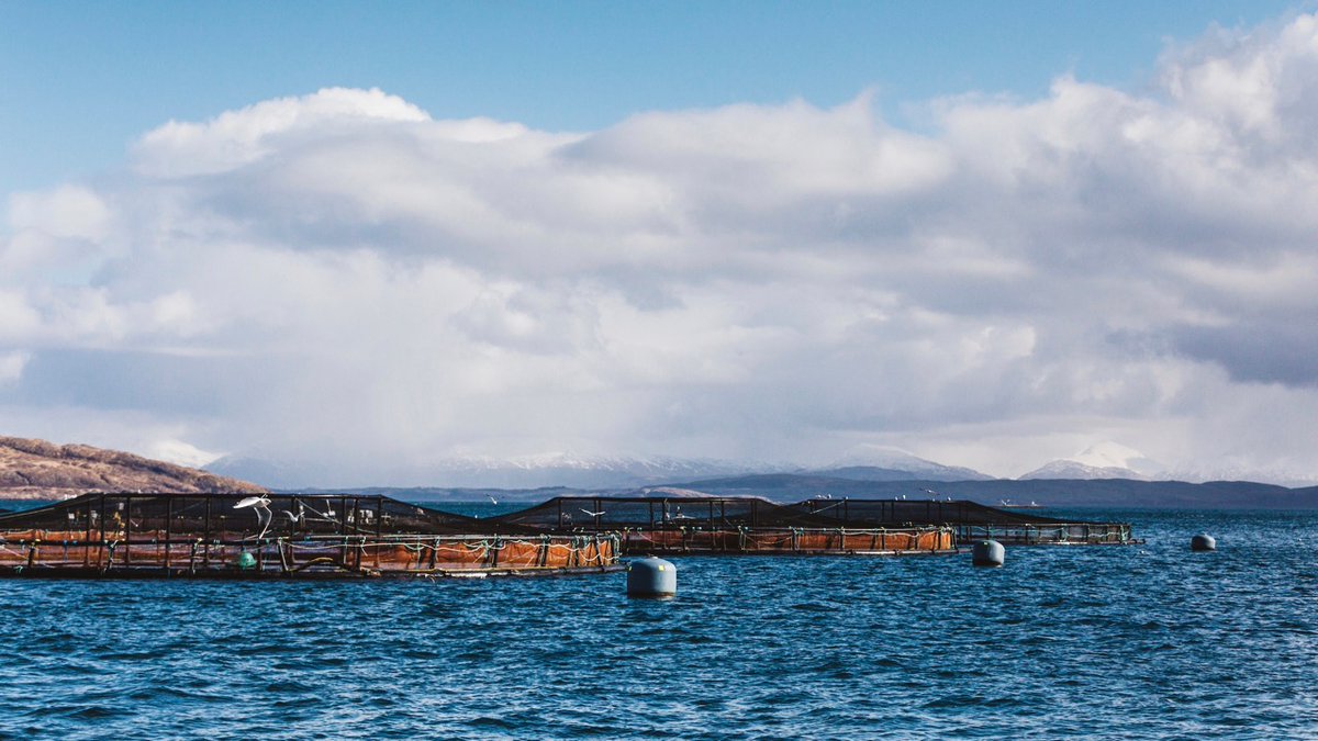 scotseafarms's tweet photo. MULL VACANCIES | We’re staffing up at our Bloody Bay salmon farm on Mull, with vacancies for experienced fish husbandry hands and trainee roles (no experience required as full training given). More at https://t.co/miWXdYfK3y Closes 15/03 #isleofmull #farmlocal #employlocal https://t.co/vaGqouddDn