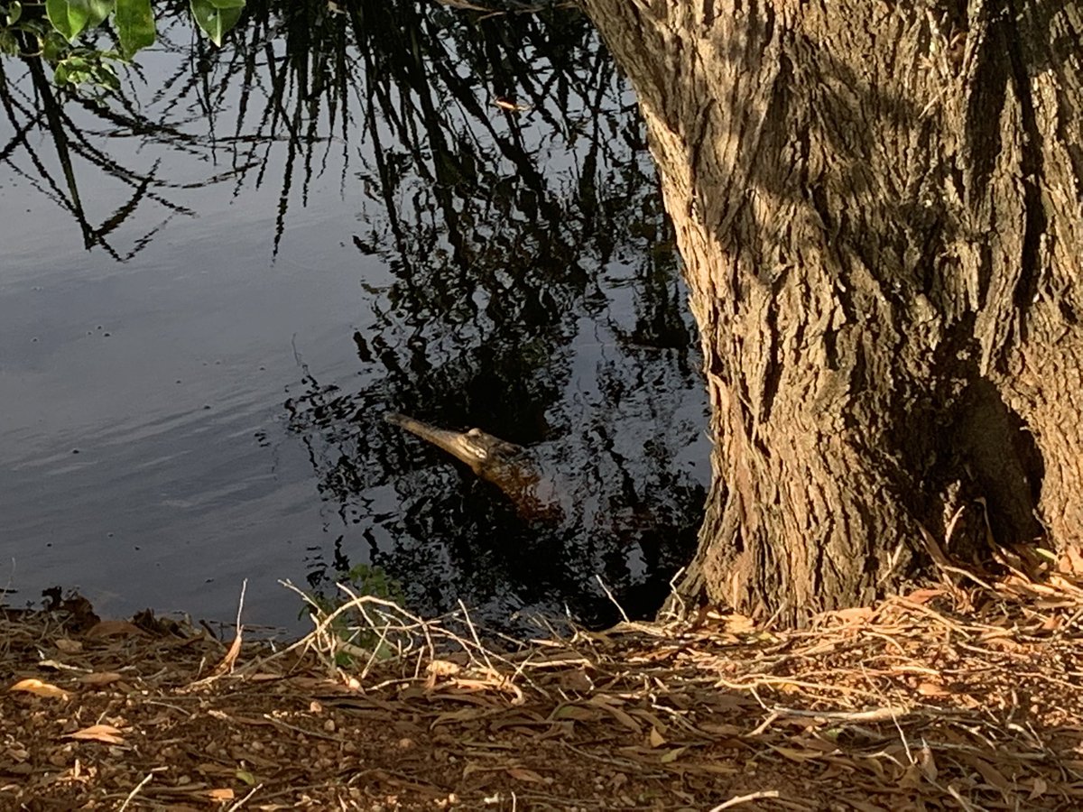 Dr Amanda Lilleyman (@alilleyman) on Twitter photo A freshie poking its snout out along the Fogg Dam wall. #WildOz A freshie poking its snout out along the Fogg Dam wall. #WildOz