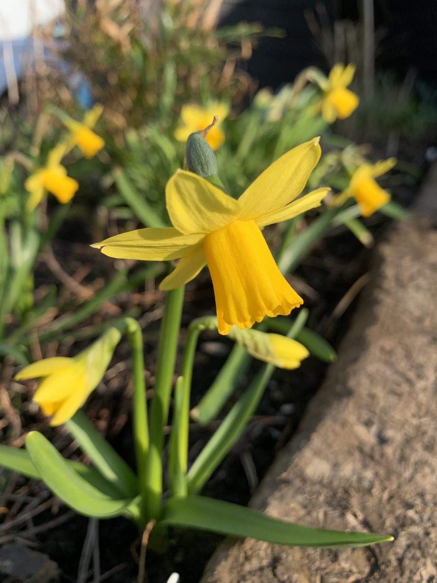 Daffs out for St David’s Day