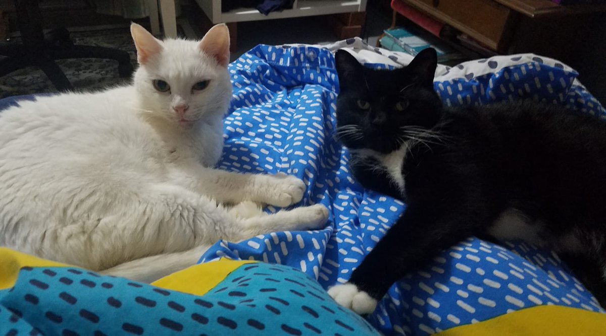 Today is @IrcaCat International Rescue Cat Awareness Day! We set this project up with our fosters to celebrate and raise awareness of all the rescue cats and shelters around the world. Please share photos of your rescue cats with us.
@millyjohnson #charitytuesday #catsoftwitter https://t.co/ETIjS1eF4p