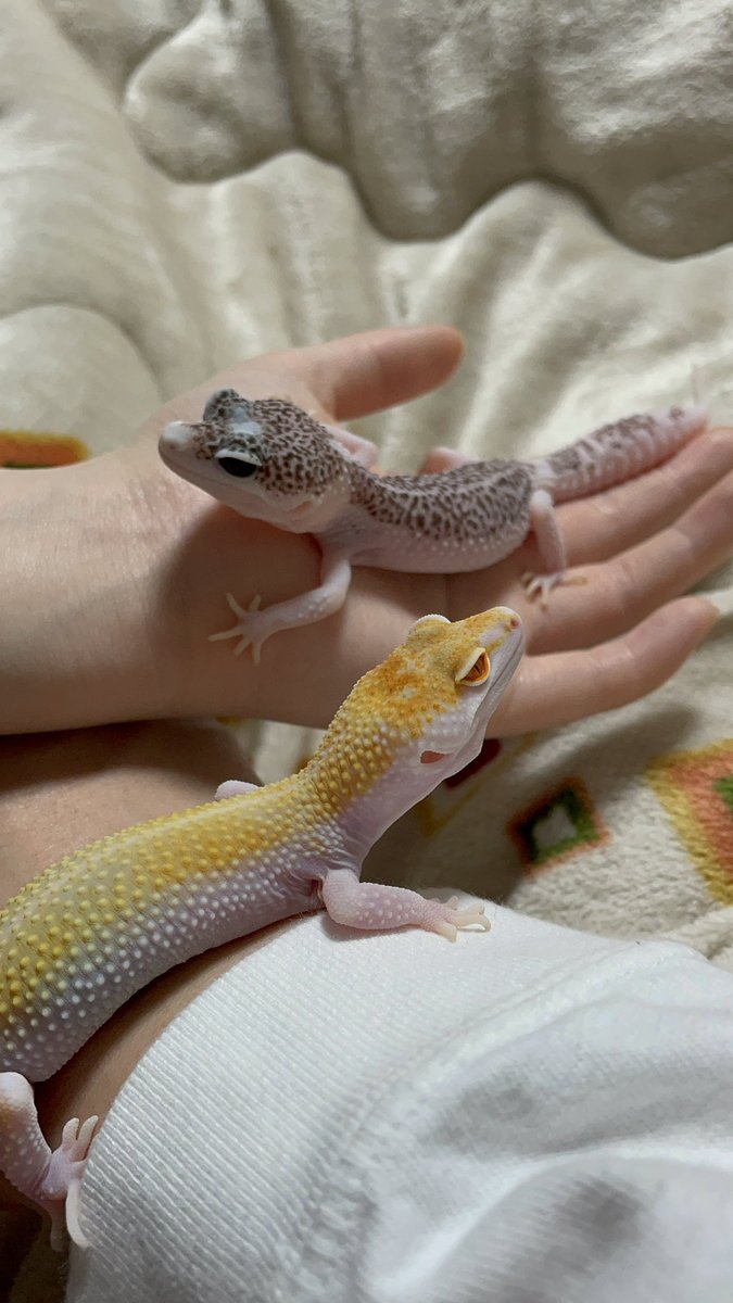 はげちゃぷ レオパ愛好家 そして この前オーロラエニグマお迎えしたので うちのエニグマが2匹になりましたよー エニグマ レオパ ヒョウモントカゲモドキ