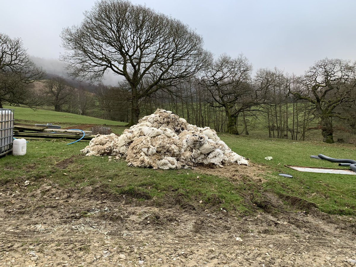 jimboboro7777's tweet image. Got a start on 2021 wool harvest yesterday. 330 swale tup lambs fattened on slats, sheared to reduce slat blockage and help lambs thrive... not for their wool! Sadly the wool isn’t even worth packing. #woolharvest #whatawaste #sheepshearing #sheep #farm365