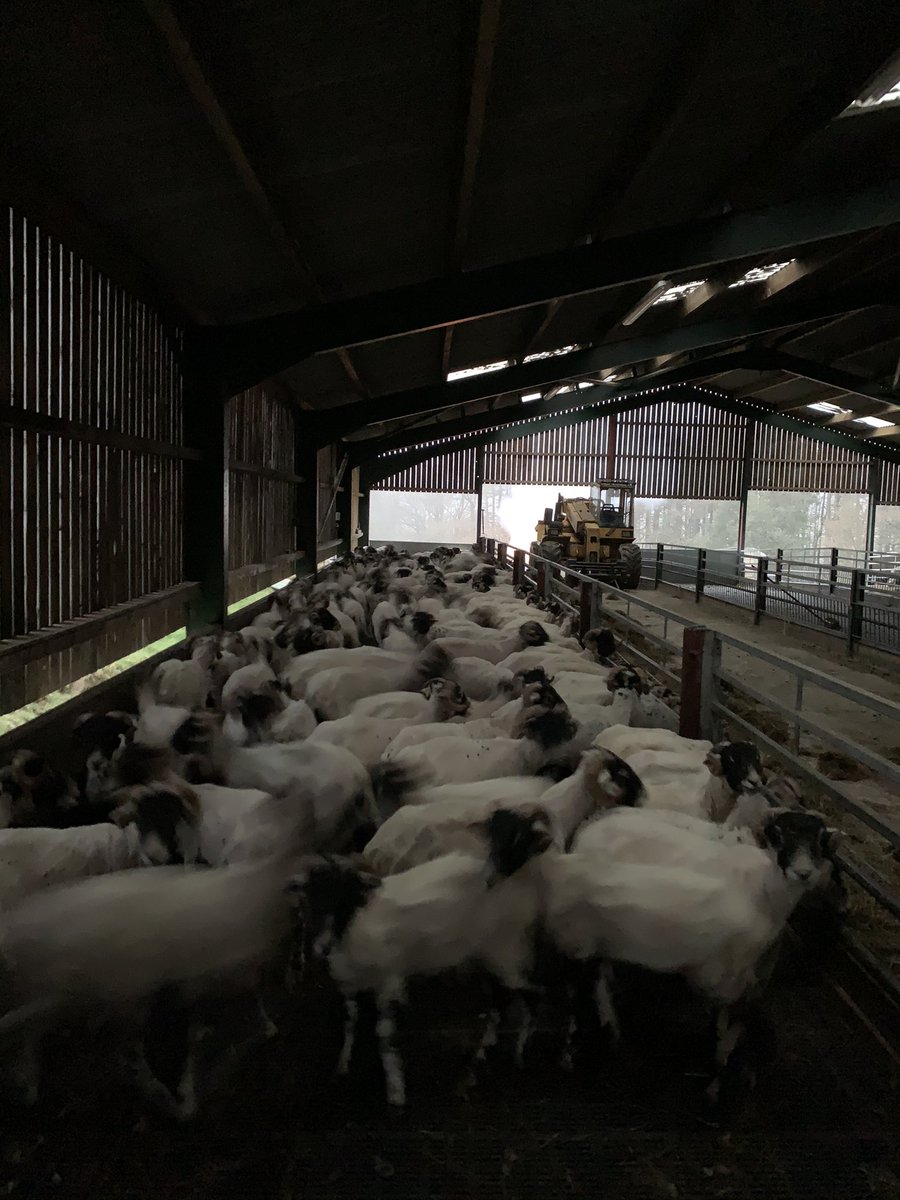 jimboboro7777's tweet image. Got a start on 2021 wool harvest yesterday. 330 swale tup lambs fattened on slats, sheared to reduce slat blockage and help lambs thrive... not for their wool! Sadly the wool isn’t even worth packing. #woolharvest #whatawaste #sheepshearing #sheep #farm365