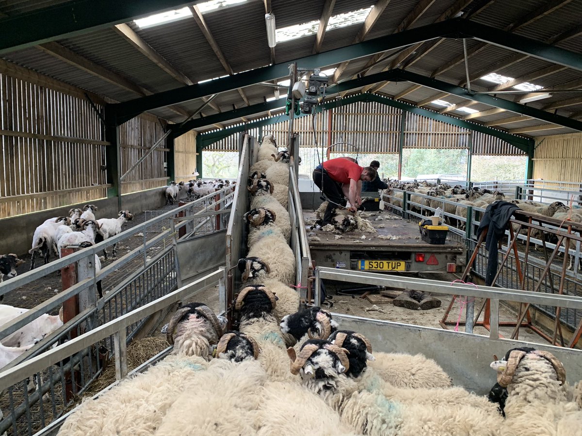 jimboboro7777's tweet image. Got a start on 2021 wool harvest yesterday. 330 swale tup lambs fattened on slats, sheared to reduce slat blockage and help lambs thrive... not for their wool! Sadly the wool isn’t even worth packing. #woolharvest #whatawaste #sheepshearing #sheep #farm365
