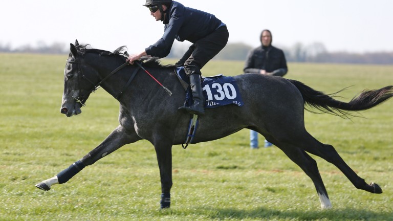 rpbloodstock's tweet photo. "The Tattersalls Craven Breeze Up has always been a prolific source of top class two-year-olds and they stand to be rewarded like never before in 2021."

Tattersalls Craven Breeze Up Sale catalogue unveiled with 168 quality lots 👉 https://t.co/mLMfYsHix9 https://t.co/a9gvACoOXt