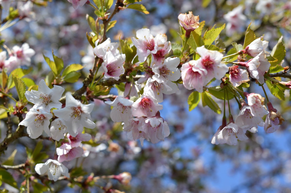 We are opening Stockton Bury Gardens on April 1st for the <a href="/HerefordNGS/">Herefordshire NGS</a> @NGSOpenGardens. To book your ticket please visit ngs.org.uk/view-garden/14… We can't wait to see you. Our scrummy café will be open for takeaway treats. #Herefordshire #opengarden <a href="/VisitHfds/">Visit Herefordshire</a> <a href="/EatSleepLiveHfd/">Eat Sleep Live Herefordshire</a>