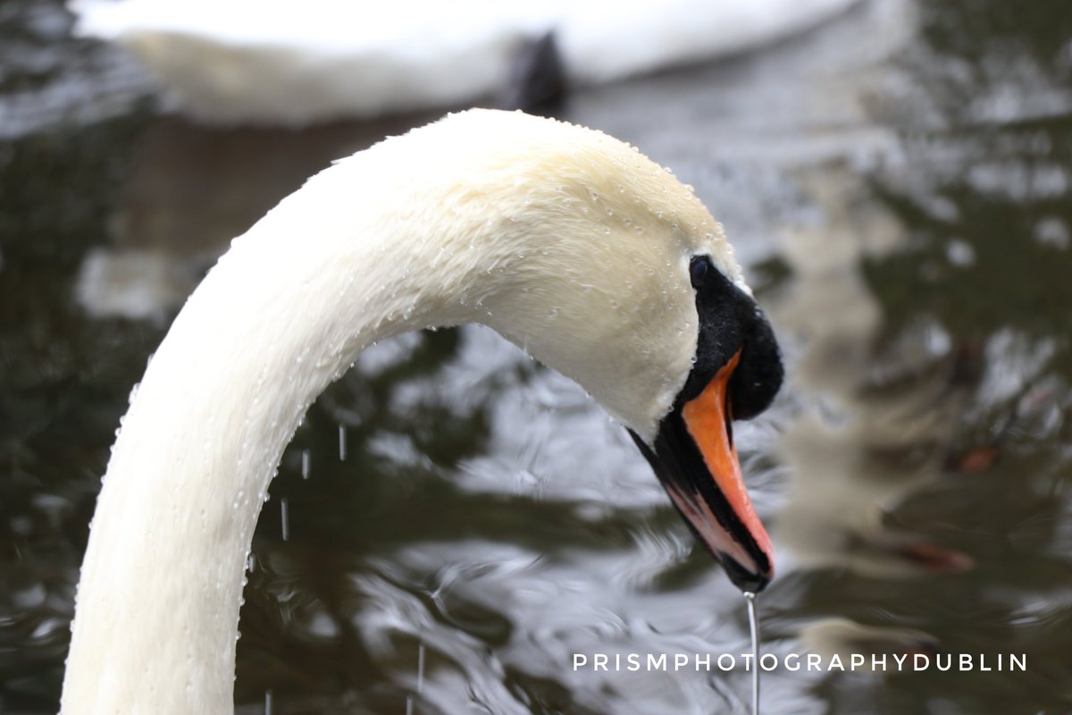#swan #swanphotography #animal_captures #images_with_stories #ThePhotoHour #Dublin #Ireland