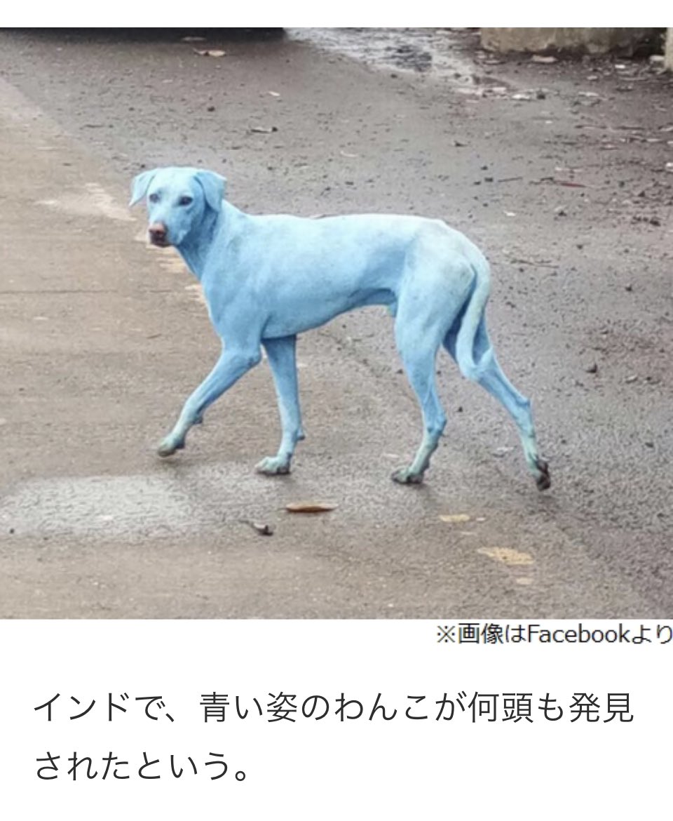 Hideki Tadokoro 世界各国は知ってるんぜ新型コロナで人殺しをしているのはjapanのフジテレビ だとwwインド 中国 ロシア アメリカ ブルドック狩り 青い犬 だとよ 何故かってロシアが青い犬の後に強行に北方領土返還しないと言ったろ