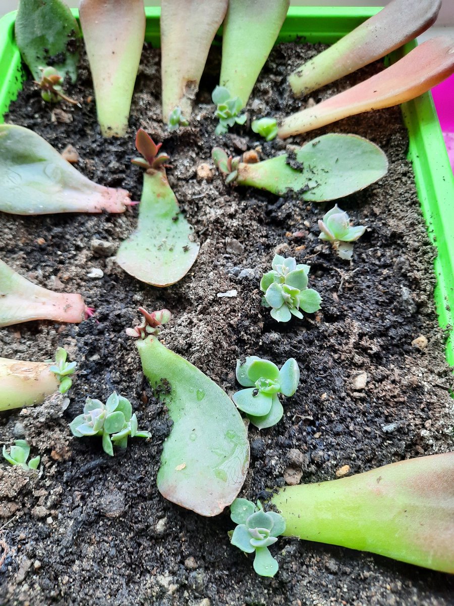 sianrobinson101's tweet photo. Couple of trays of Echeveria growing babies π cut away from stems & roots grown in water on Senecio Radlcans (string of Bananas) Graptopetalums #propgation π https://t.co/r3SKjEWE36