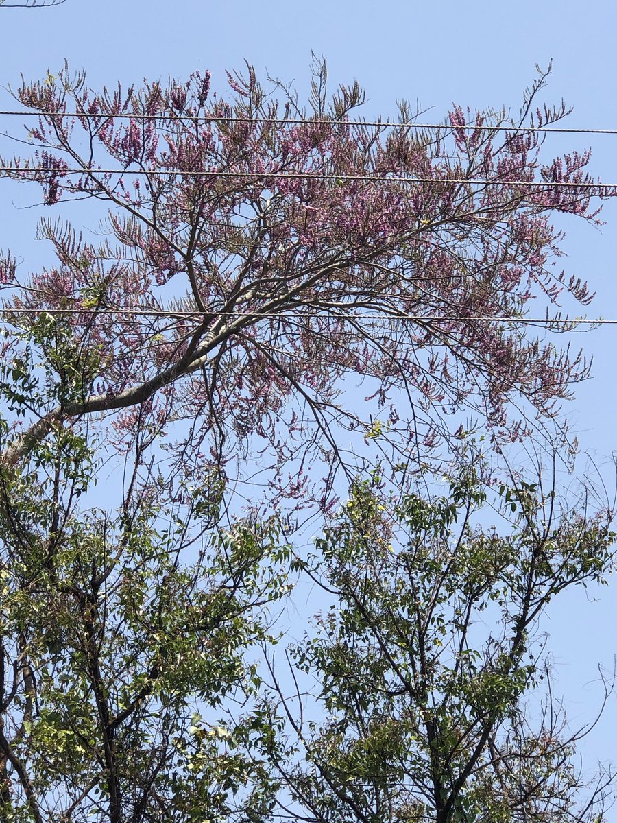 vrundavs's tweet photo. If I were a tree 🌳....
I would have ....
no reason to love a human.🌸🌸
Maggie Stiefvater
#nature #trees #wildtree #wildflowers #vrupix #TravelTuesday https://t.co/asqv9g2ojO