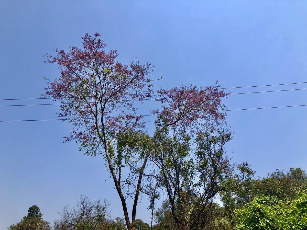 vrundavs's tweet photo. If I were a tree 🌳....
I would have ....
no reason to love a human.🌸🌸
Maggie Stiefvater
#nature #trees #wildtree #wildflowers #vrupix #TravelTuesday https://t.co/asqv9g2ojO