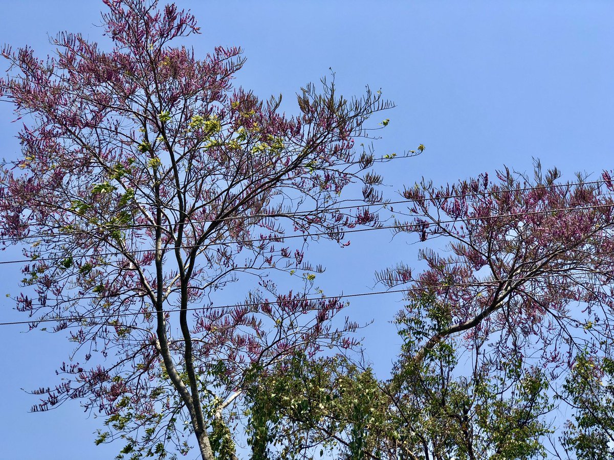 vrundavs's tweet photo. If I were a tree 🌳....
I would have ....
no reason to love a human.🌸🌸
Maggie Stiefvater
#nature #trees #wildtree #wildflowers #vrupix #TravelTuesday https://t.co/asqv9g2ojO