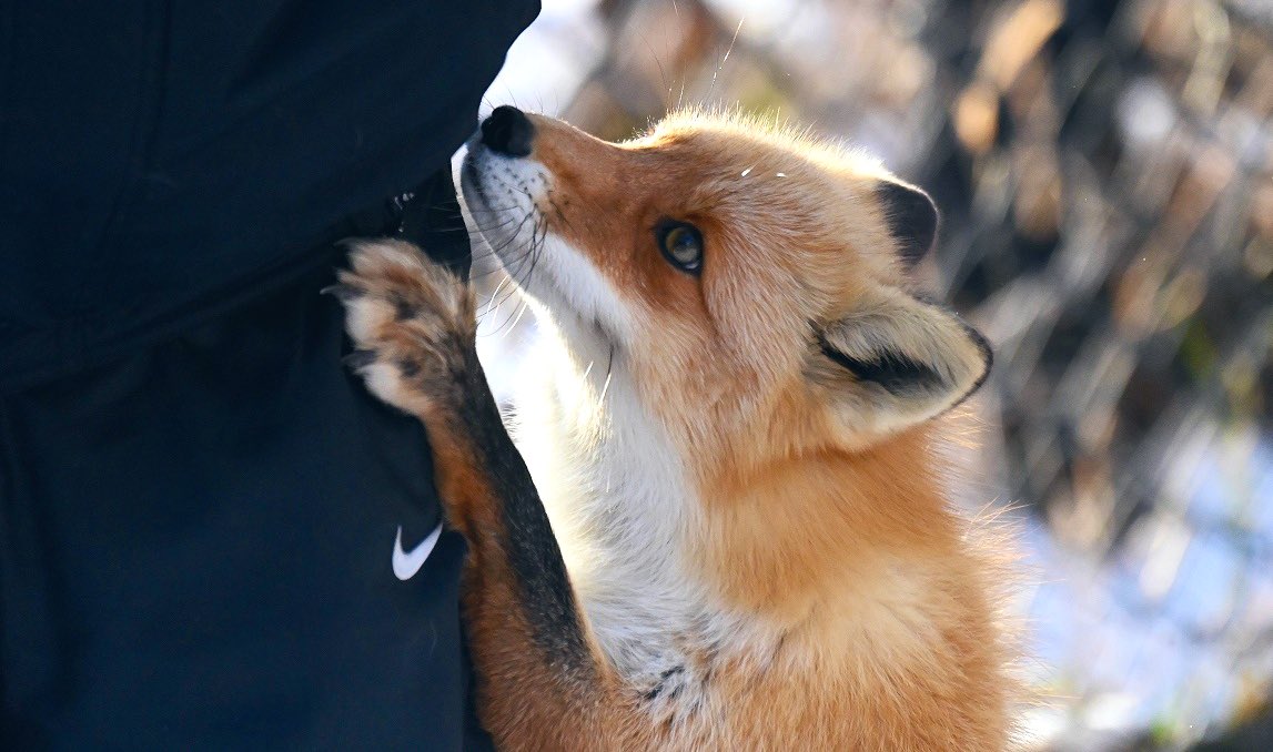 Foxssil(フォクシル) tweet media