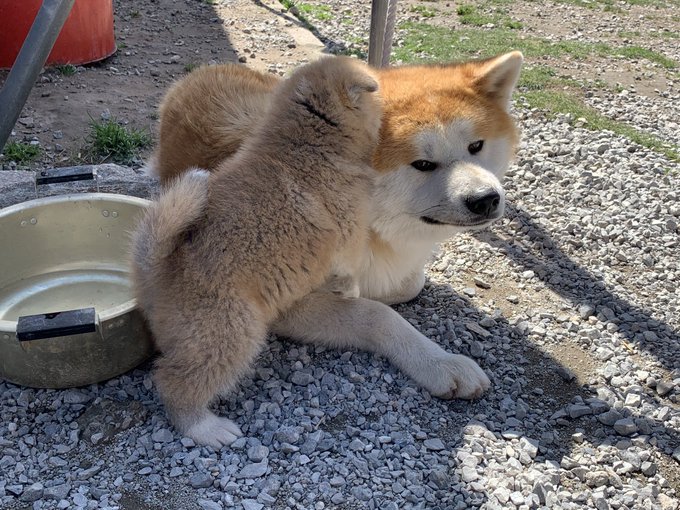 Conversation Between あきほ 秋田犬保存会 秋田犬会館 And Akitamameshiba 1 Whotwi Graphical Twitter Analysis