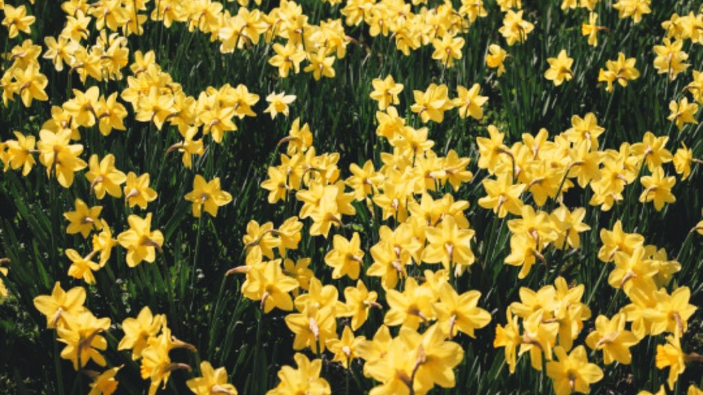 ธันวาคมคือนาร์ซิสซัส (น.)
กับความรัก คุณชอบให้คนอื่นเข้าหาก่อน มีฟอร์ม , เป็นคนที่ต่อให้รู้สึกดีด้วย ชอบบ้างแต่ไม่ถึงกับเป็นบ้าเพราะความรัก ไม่ได้รักใครง่ายขนาดนั้น แต่ถ้าได้รักแล้ว คุณรักเดียวใจเดียวและปกป้องมันไว้อย่างดี ‘ต้องอ่อนลงบ้างนะ อย่าเชื่อตัวเองมากเกินไป’ 💛