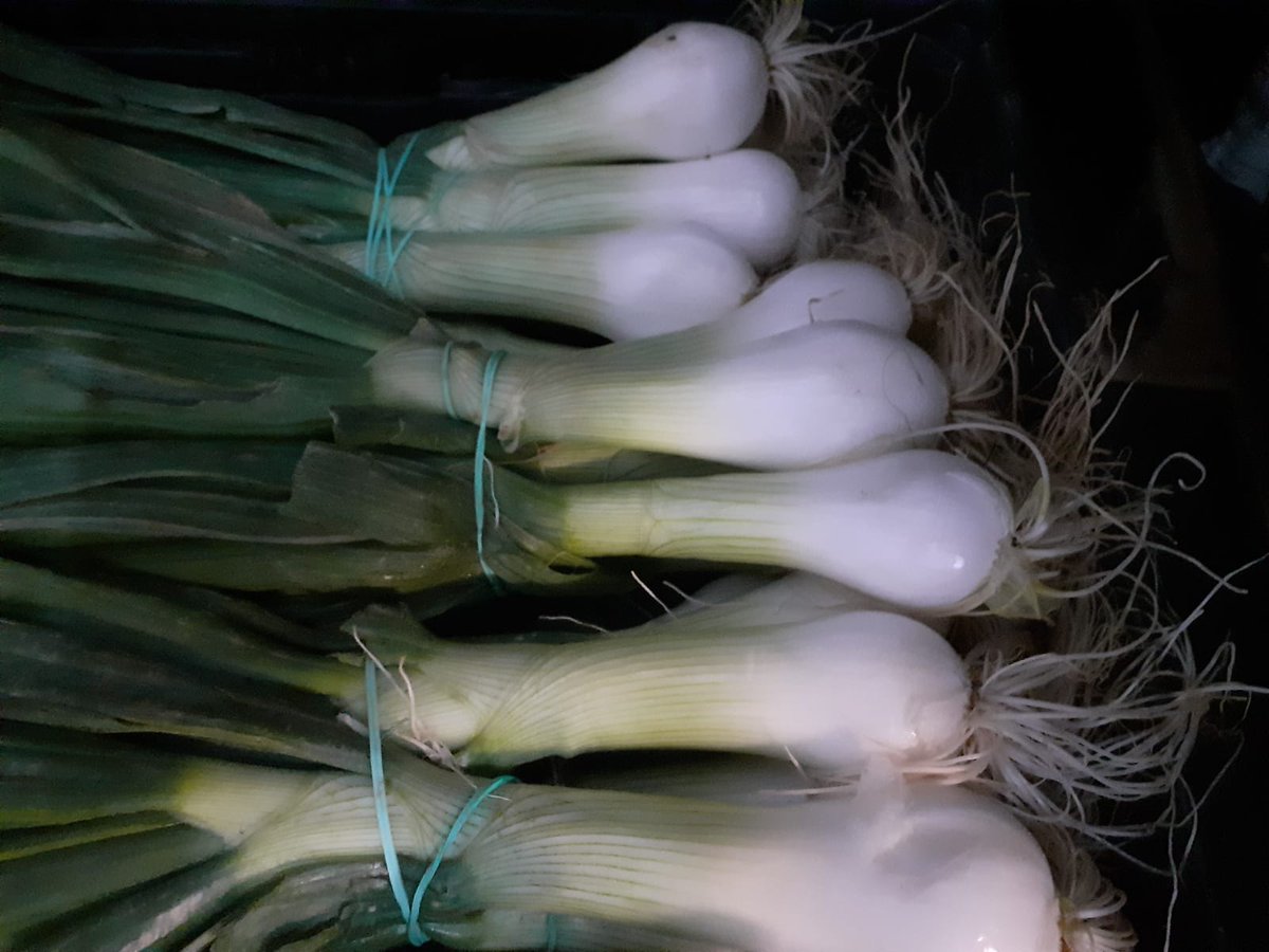 FrutasMora's tweet photo. Apostar por la #FRESCURA de las #verduras en @FrutasMora  es:
👩‍🌾Los agricultores recolecten las verduras durante la mañana.
🚜 Nos la traigan a mediodía.
🌞 Y, por la mañana, te la entregamos.
Te entregamos verduras con menos de 24 horas desde su recolección.

#verdurasfrescas https://t.co/8A5FvzgpFM
