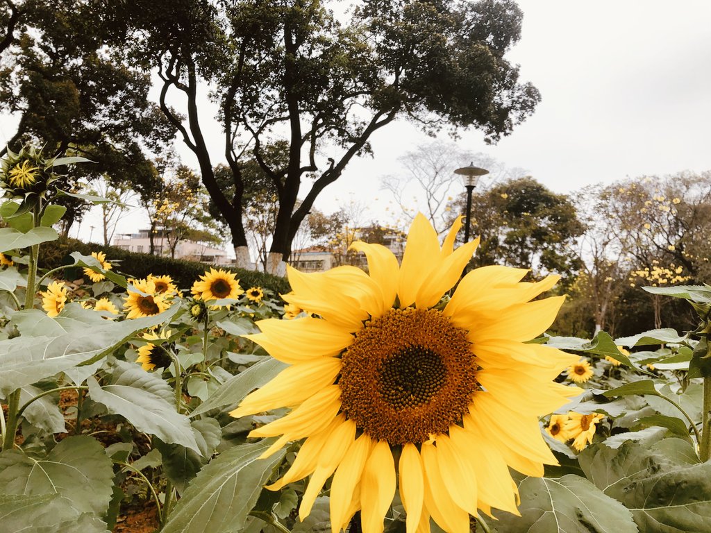 beautiful flowers