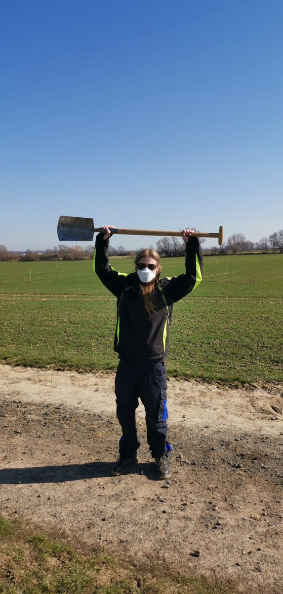 The team was in the filled today,  digging up some 🌾#Wheat #Roots. Safety distance was taken seriously!😉
  Well done <a href="/ehrlich_tanja/">Tanja Ehrlich</a> , @Sanow_St* and Isa Sadiqov.
#Rooty <a href="/IWYP_wheat/">IWYP</a>