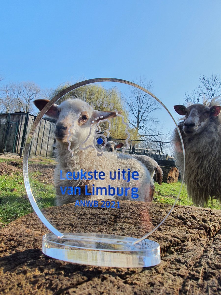 Kasteelparkborn's tweet photo. Mergellandlammetje Truus kwam nieuwsgierig even een kijkje nemen bij de zilveren award van het Leukste Uitje van Limburg.
#LeuksteUitje #Mergellandschaap #lammetje https://t.co/yvKdOZjrBP
