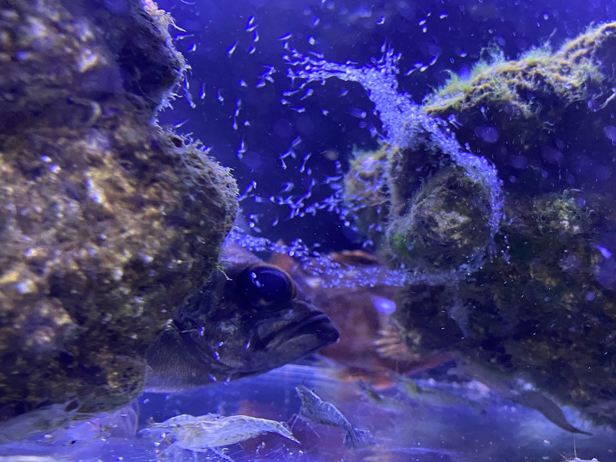 海水魚飼育 Lang Ja بحث في تويتر 海水魚飼育 Lang Ja بحث في تويتر