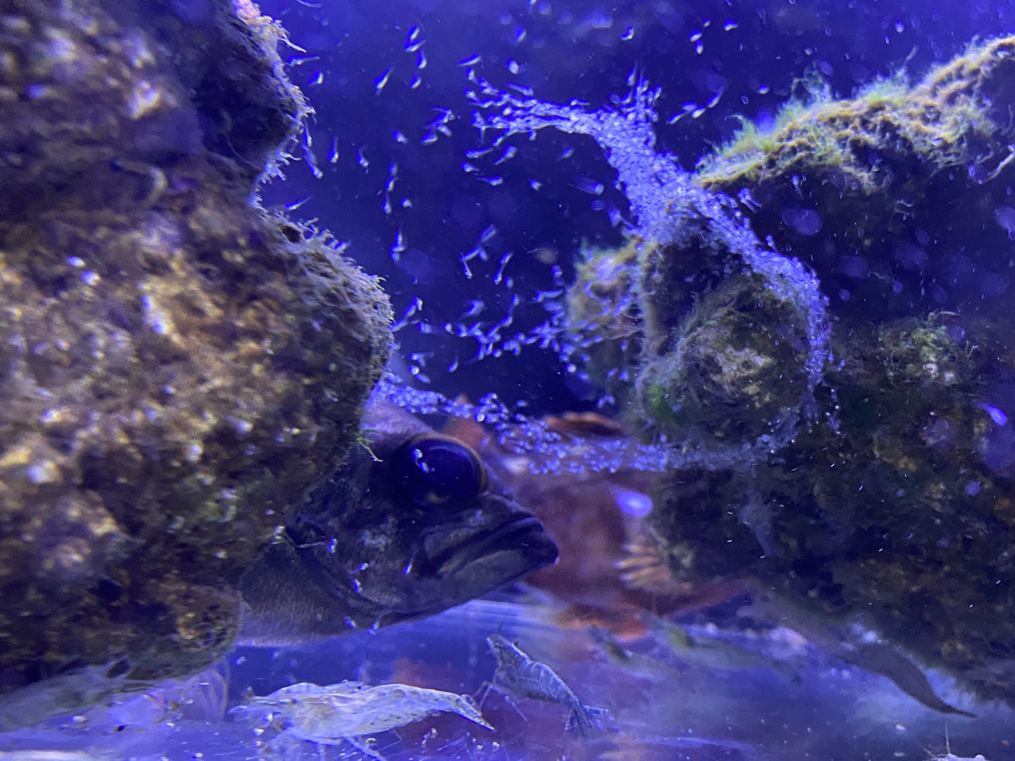 海水魚飼育 Twitter Search Twitter
