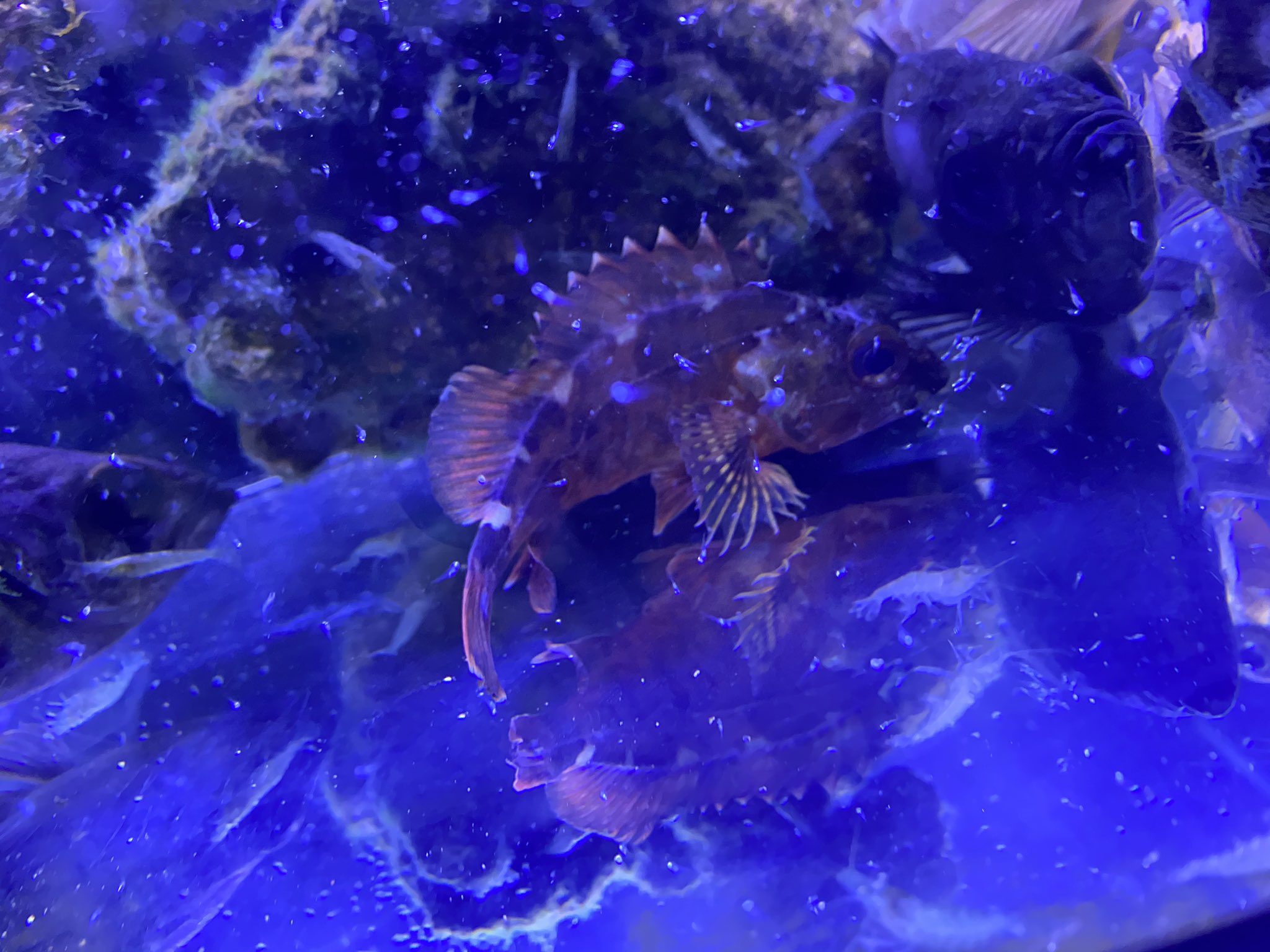 海水魚飼育 Twitter Search Twitter