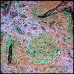 Photo by Markovic Lab (@MarkovicLab)