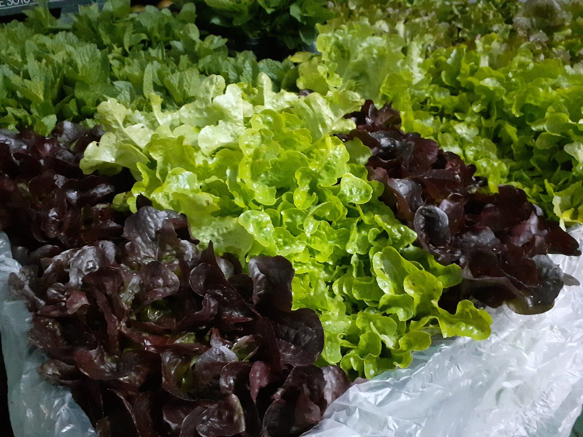 FrutasMora's tweet photo. Apostar por la #FRESCURA de las #verduras en @FrutasMora  es:
👩‍🌾Los agricultores recolecten las verduras durante la mañana.
🚜 Nos la traigan a mediodía.
🌞 Y, por la mañana, te la entregamos.
Te entregamos verduras con menos de 24 horas desde su recolección.

#verdurasfrescas https://t.co/yPopY9KgCN